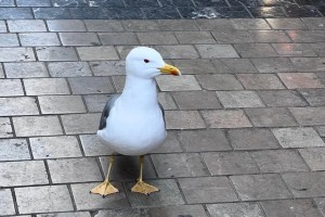 A duck in the rain